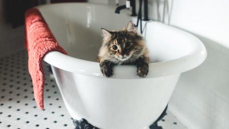 Cozy Cat Relaxing in Bathtub wallpaper