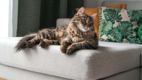 Cozy Cat Lounging on the Couch wallpaper