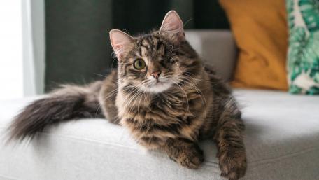 Charming Cat with a Playful Wink wallpaper