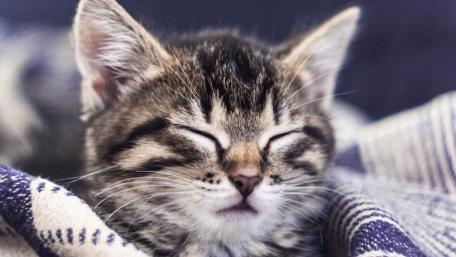 Cozy Cat Napping in Peaceful Slumber wallpaper