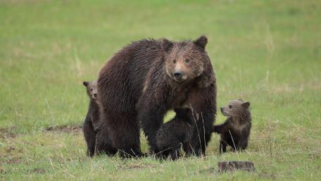 Mama Bear with Playful Cubs in Nature wallpaper