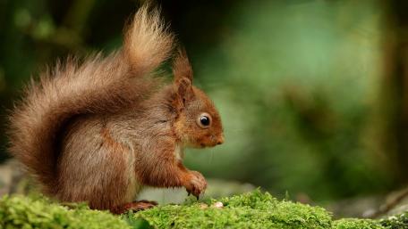 Charming Squirrel Among Mossy Greenery wallpaper