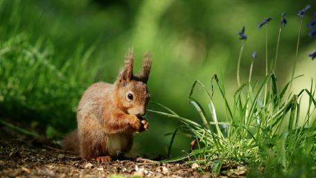 Squirrel Enjoying a Snack in Nature's Embrace wallpaper