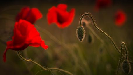 Vibrant Red Poppies in Bloom wallpaper