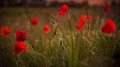 Vibrant Poppies in a Golden Field wallpaper