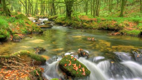 Tranquil Forest River Serenity wallpaper