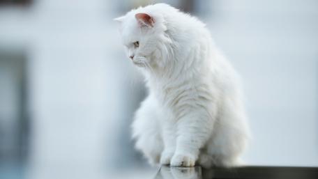 Majestic White Cat Gazing Thoughtfully wallpaper