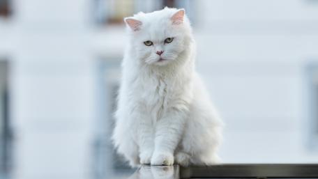 Fluffy White Cat Portrait wallpaper