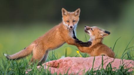 Playful Fox Cubs in the Wild wallpaper