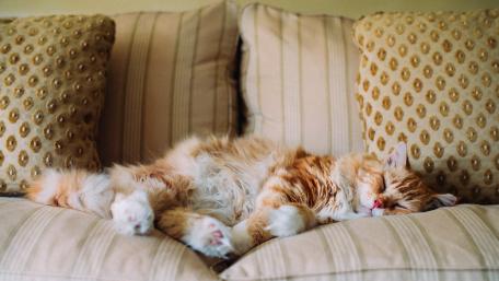Cozy Cat Naptime Wallpaper wallpaper