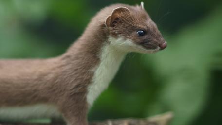 Adorable Stoat with Whiskers in Nature's Embrace wallpaper