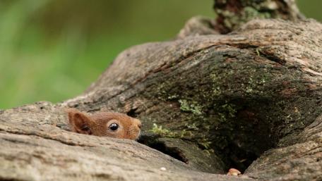 Curious Squirrel Peeking from Trunk wallpaper