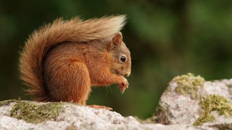 Charming Squirrel in Nature's Embrace wallpaper