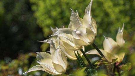 Gentle Blooming Elegance in Nature's Palette wallpaper
