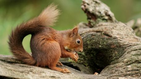 Squirrel Enjoying a Snack in Nature wallpaper