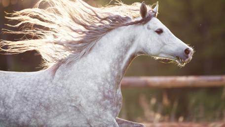 Majestic White Horse in Motion wallpaper