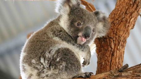 Koala Serenity in the Wild wallpaper