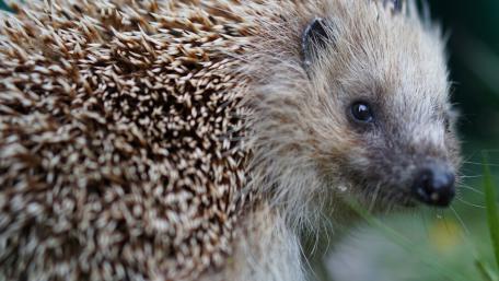 Charming Hedgehog Close-Up Wallpaper wallpaper