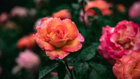Blossoming Garden Roses in Rainy Glow wallpaper