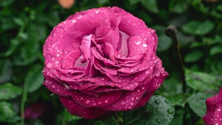 Vibrant Pink Rose with Dew Drops wallpaper