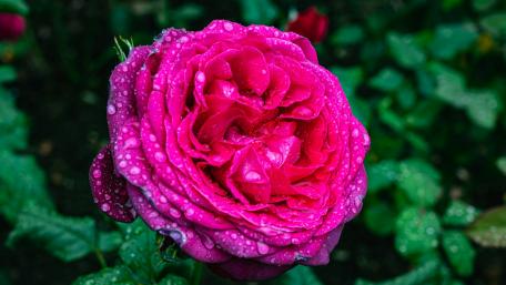 Vibrant Pink Rose with Raindrops Beauty wallpaper