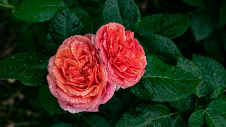 Blooming Elegance in Garden Roses wallpaper