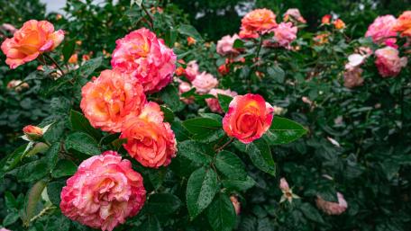 Vibrant Garden Roses in Bloom wallpaper