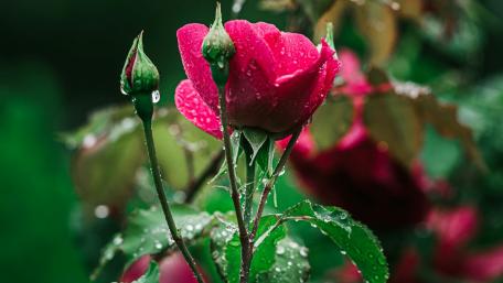 Vivid Rose Blooms with Dew Drops wallpaper
