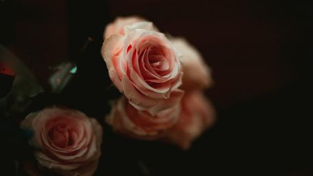 Delicate Pink Roses in Soft Light wallpaper