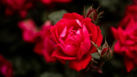 Elegant Red Rose Blossom Wallpaper wallpaper