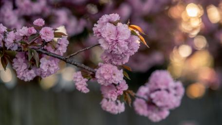Delicate Cherry Blossoms in Soft Focus wallpaper