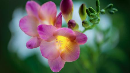 Vibrant Freesia Blooms in Full Glory wallpaper