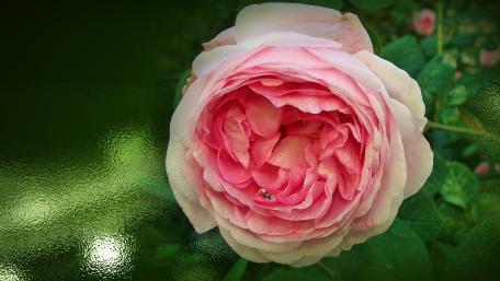 Elegant Pink Rose with Ladybug Beauty wallpaper