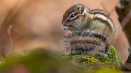 Adorable Squirrel Amidst Nature's Beauty wallpaper