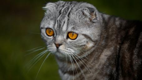 Elegant Grey Cat with Captivating Amber Eyes wallpaper