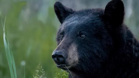 Majestic Black Bear in Nature's Embrace wallpaper