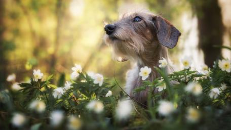 Charming Dog Among Flowers wallpaper
