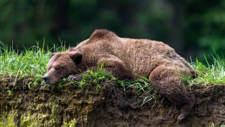 Resting Brown Bear in Nature wallpaper