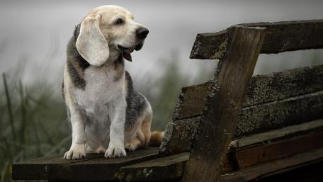 Charming Beagle on a Peaceful Bench wallpaper