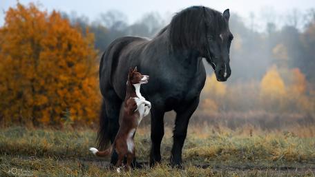Majestic Encounter in Autumnal Bliss wallpaper