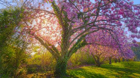 Blossoming Pink Tree in Spring Light wallpaper