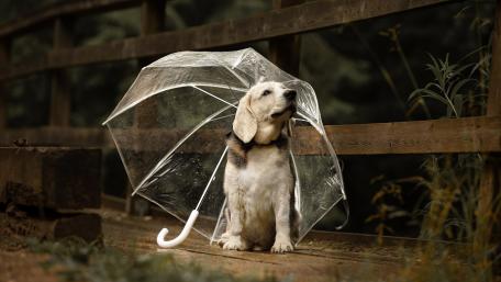 Charming Dog with Umbrella in Nature Scene wallpaper