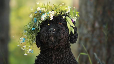 Majestic Black Dog with Floral Crown wallpaper