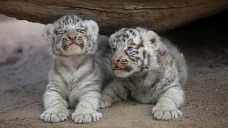 Adorable White Tiger Cubs Resting Together wallpaper