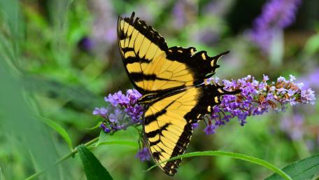 Stunning Yellow Butterfly on Vibrant Flowers wallpaper