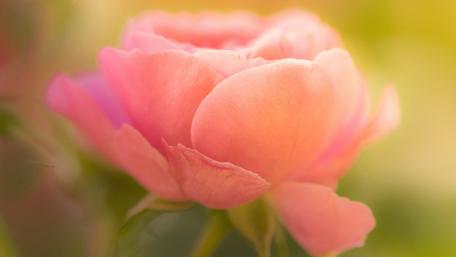 Delicate Pink Rose Embracing Softness wallpaper