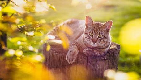 Serene Feline in Nature's Embrace wallpaper