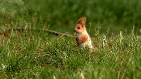 Squirrel in Lush Green Grass Playground wallpaper
