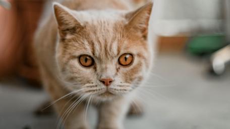 Curious Ginger Cat Approaches wallpaper