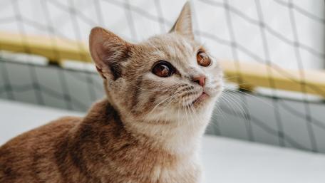 Charming Cat Gazing at the World wallpaper